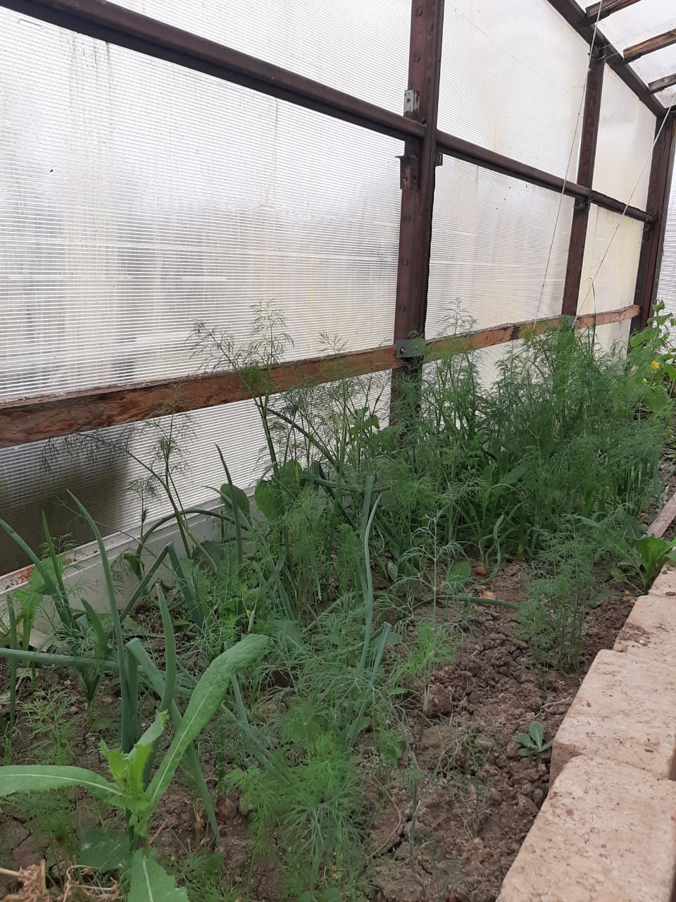 В Рудницкой школе до сих пор выращивают огурцы