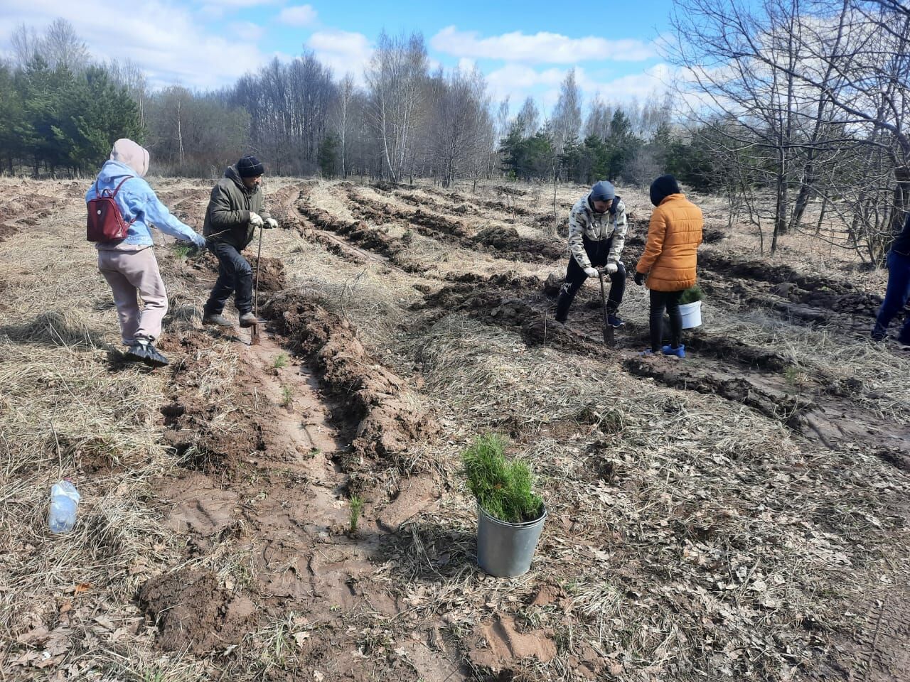 В рамках акции "Сад памяти" рядом с деревней Мордовские Каратаи высадили 3 200 сеянцев сосны