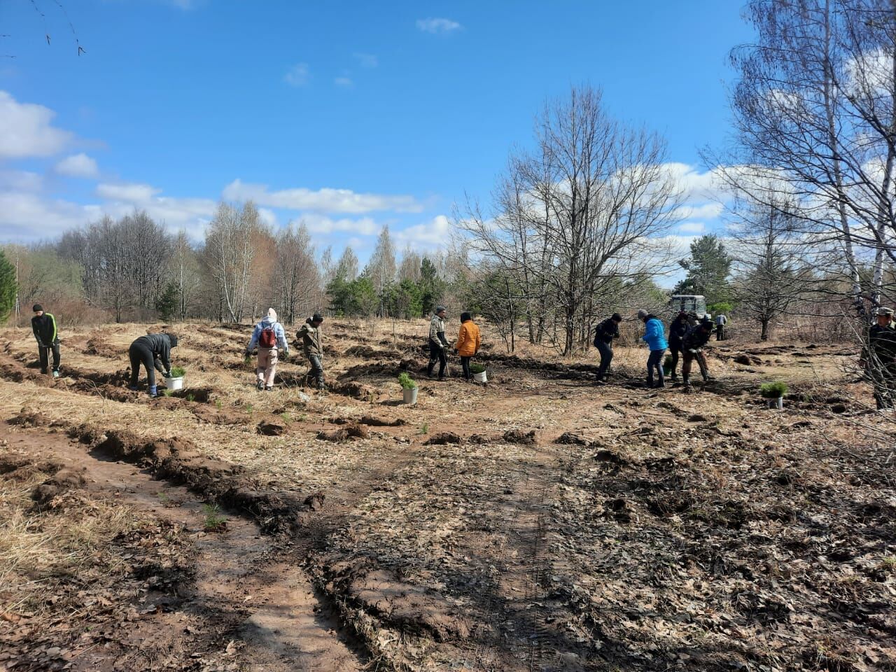 В рамках акции "Сад памяти" рядом с деревней Мордовские Каратаи высадили 3 200 сеянцев сосны