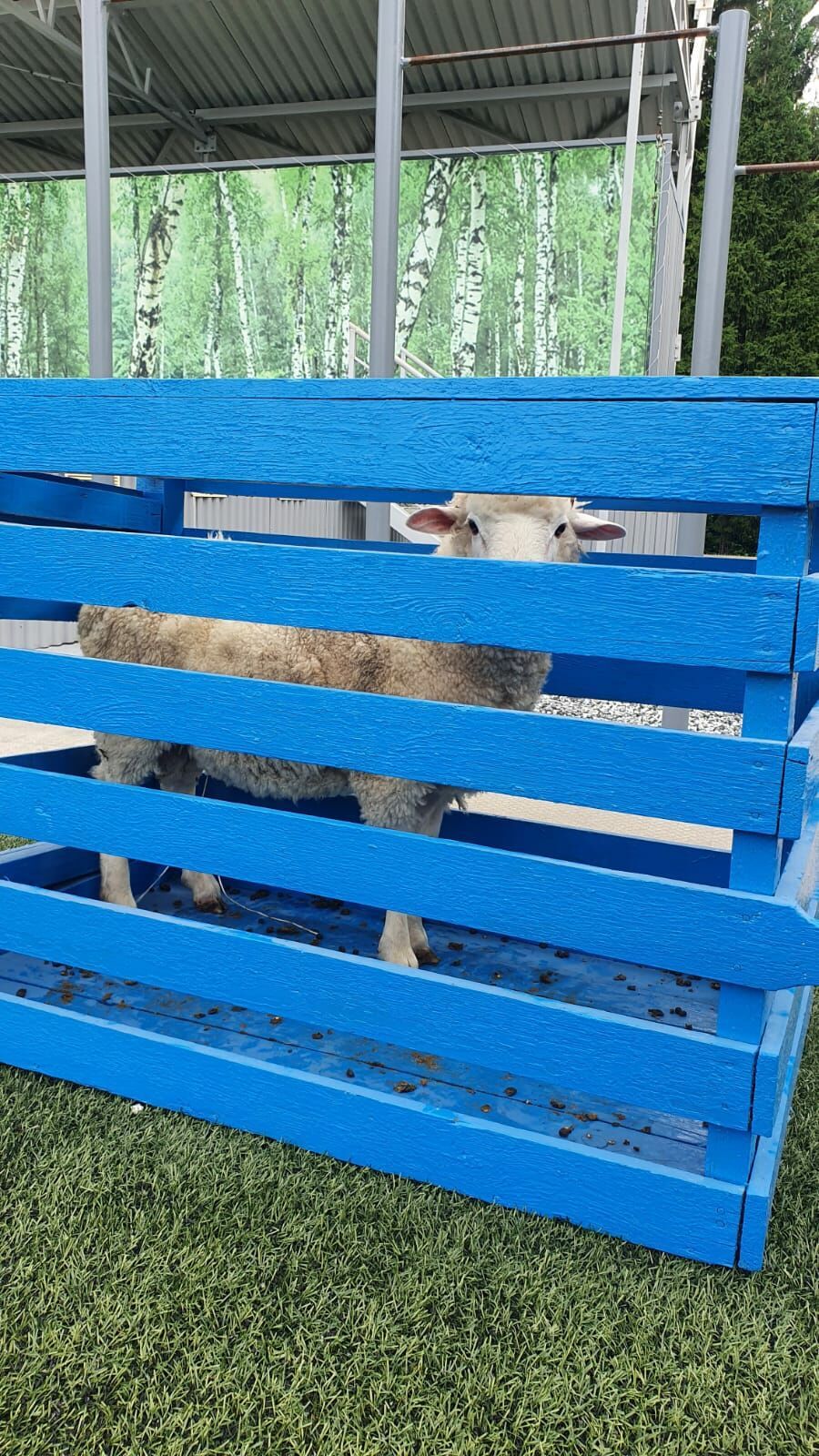 Главный приз сабантуя убежал от батыра