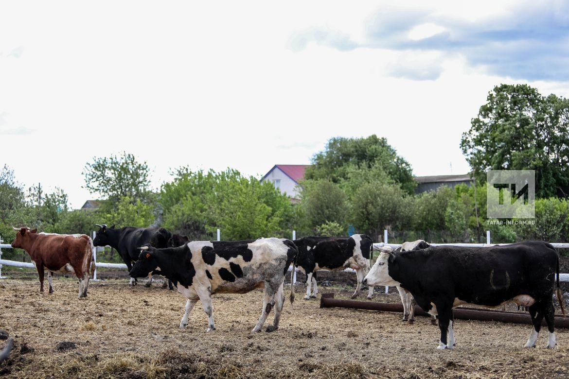 Россельхознадзор РТ будет принимать уведомления о побочных продуктах животноводства
