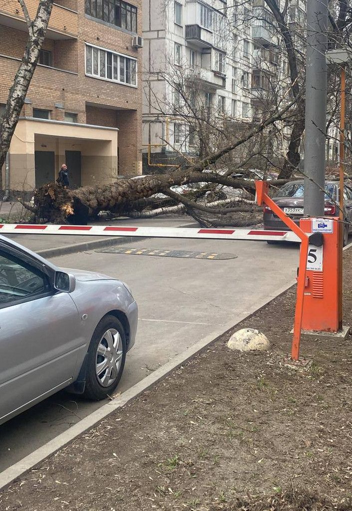 В Москве из-за непогоды погибло два человека