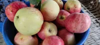 Почему не стоит есть яблоки на ночь