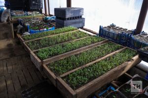 Как садоводам и огородникам избежать критических ошибок при выращивании рассады