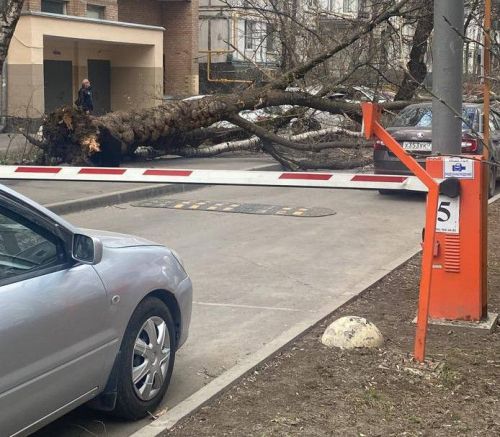 В Москве из-за непогоды погибло два человека