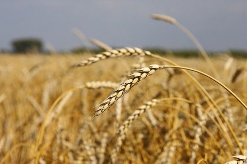 Аграриям рекомендуют защитить яровые культуры от вредителей
