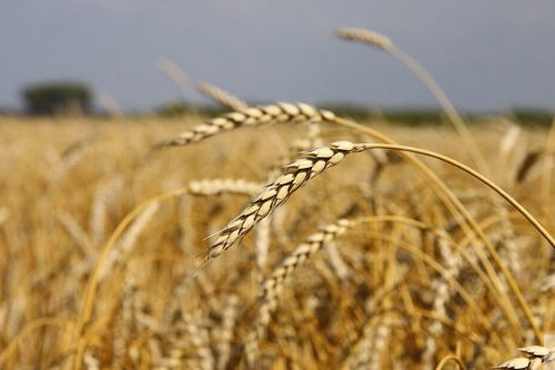 Аграриям рекомендуют защитить яровые культуры от вредителей