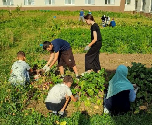 Учащиеся Камско-Устьинской татарской школы собрали урожай с пришкольного участка