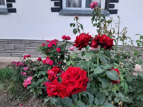 Талантливый человек талантлив во всем