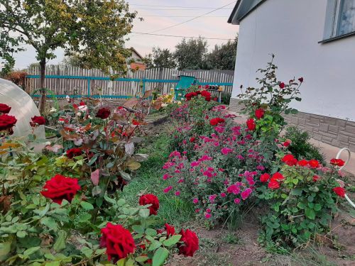 Талантливый человек талантлив во всем