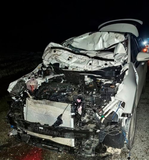 В Татарстане на дороге насмерть сбили лошадей