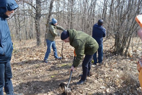 В Камском Устье будут разводить исчезающий вид соколов