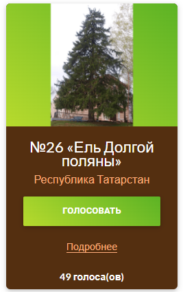 Жителей просят поддержать ель из Татарстана в конкурсе «Российское дерево года - 2023»