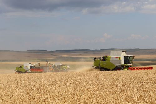 В Камском Устье приступили к уборке зерновых