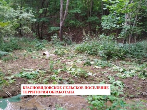 Пять районов Татарстана лидируют по засоренности борщевиком
