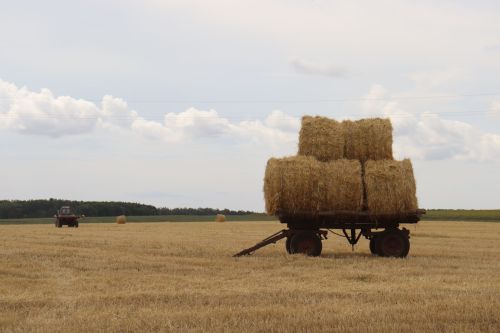 Уборка зерновых на финише