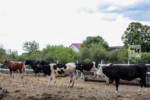 Россельхознадзор РТ будет принимать уведомления о побочных продуктах животноводства