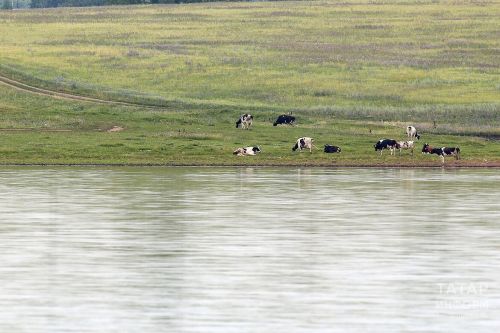 Как будут спасать Волгу от превращения в болото