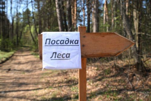 В Татарстане по нацпроекту восстановили 1700 га  леса