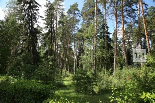 В Татарстане планируется восстановление лесов на 1,2 тыс. гектаров в рамках нацпроекта