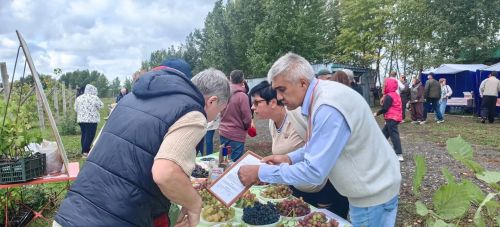 В Камском Устье сегодня прошла межрегиональная выставка винограда