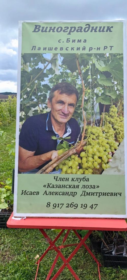 В Камском Устье сегодня прошла межрегиональная выставка винограда