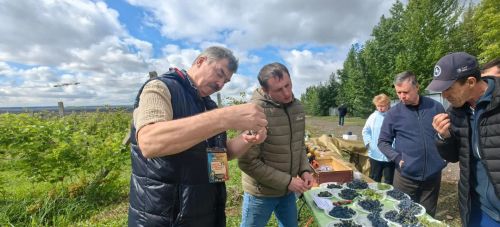 В Камском Устье сегодня прошла межрегиональная выставка винограда