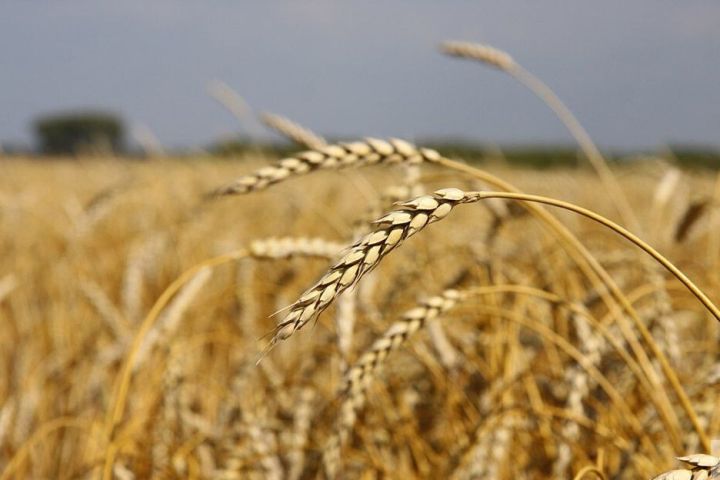 Аграриям рекомендуют защитить яровые культуры от вредителей