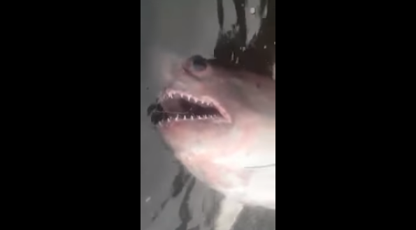 Видео: рыбаки под Елабугой в Каме поймали акулу