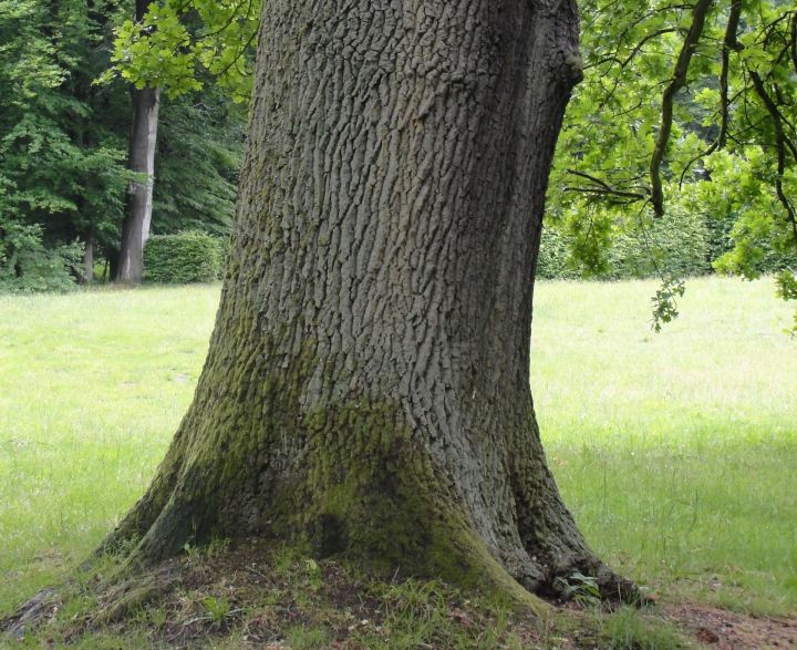 Голосуйте за дуб, наша ель уже 8 лет является памятником природы