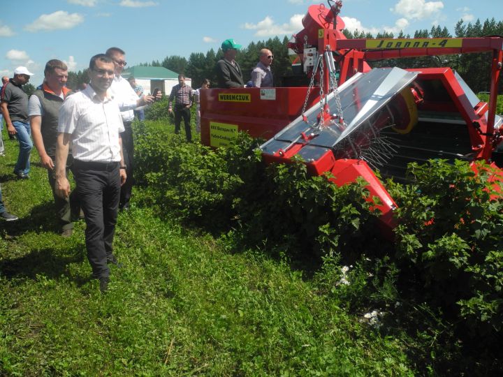 В Татарстане испытали комбайн для сбора смородины
