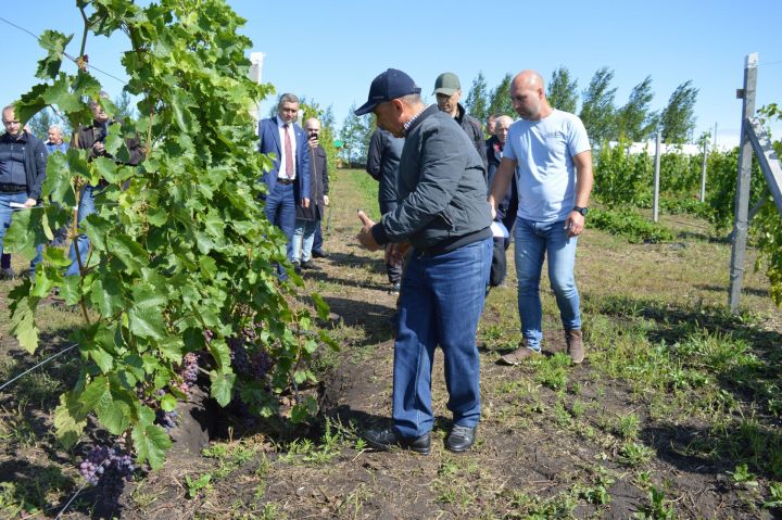 Рустам Минниханов: за саженцами винограда приеду в Камское Устье