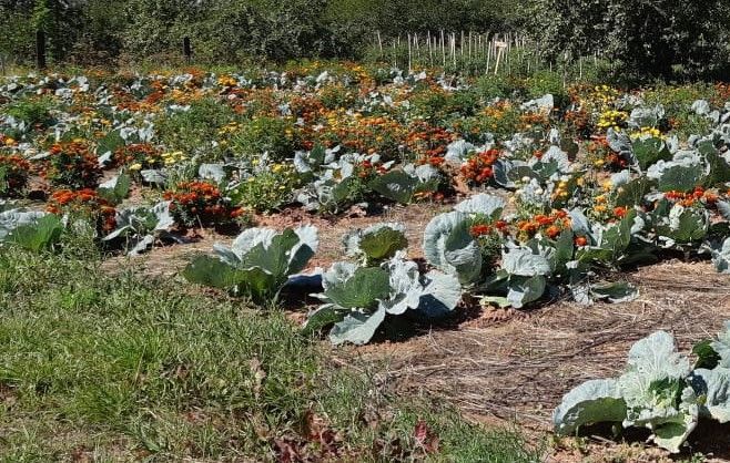 Клуб "Зеленая грядка" поможет садоводам получить отличный урожай