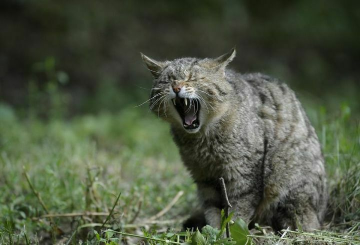 Специалисты Центра по изучению редких видов кошек в РТ выведут чистый геном барса