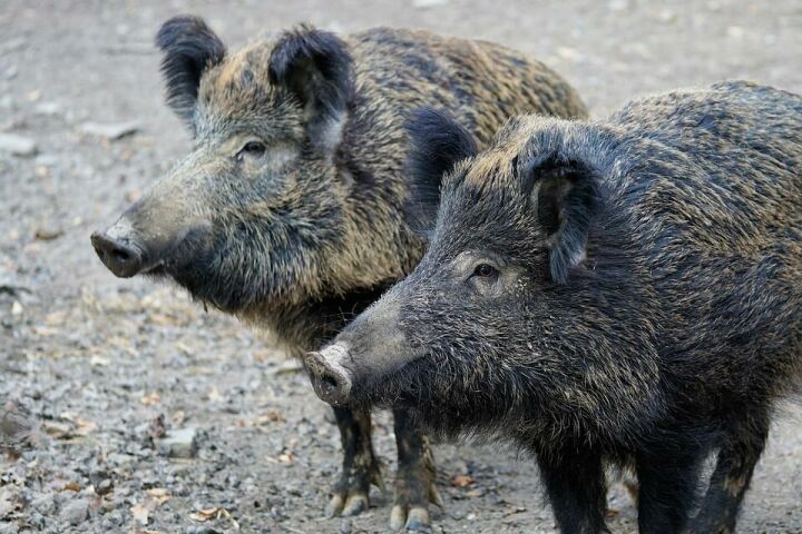 В  Самарской области выявили Африканскую чуму свиней среди диких кабанов