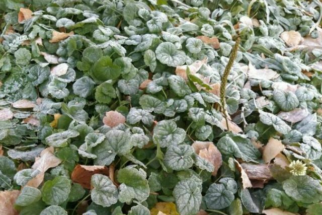 Гидрометцентр предупреждает татарстанцев о заморозках на почве