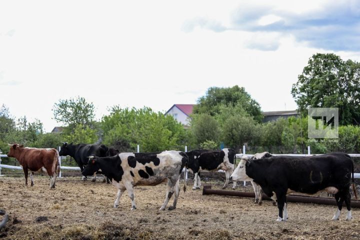 Россельхознадзор РТ будет принимать уведомления о побочных продуктах животноводства