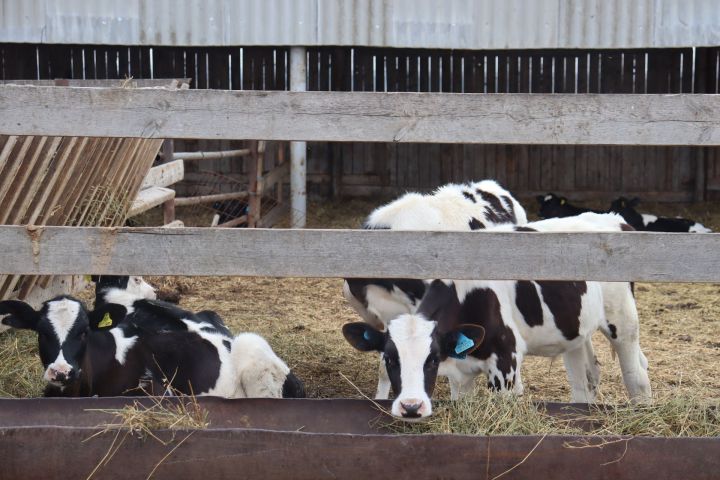 Татарстан в полной мере обеспечивает свое население продуктами питания