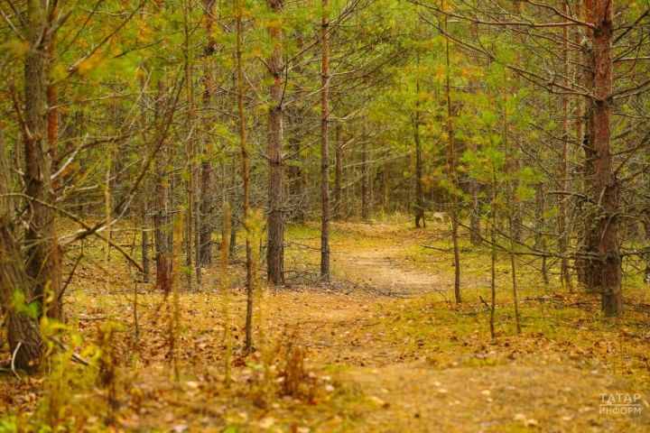 В Татарстане заложили основу для новых лесосеменных плантаций