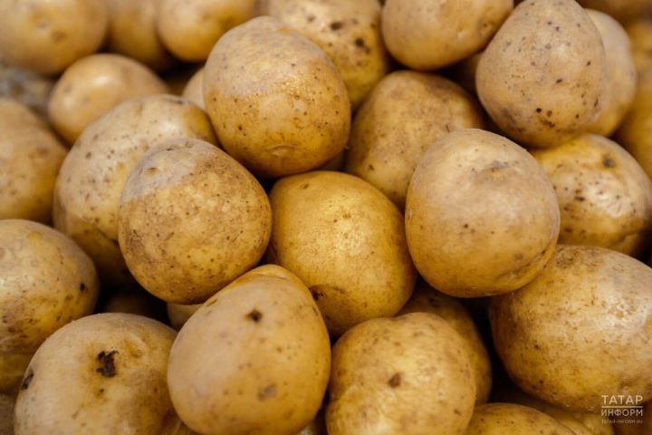 Семенной картофель после паводка: экспертный гид по спасению и проверке качества