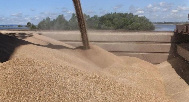 В Татарстане на 25% увеличился объем экспортной зерновой продукции, исследованной специалистами ЦОК АПК