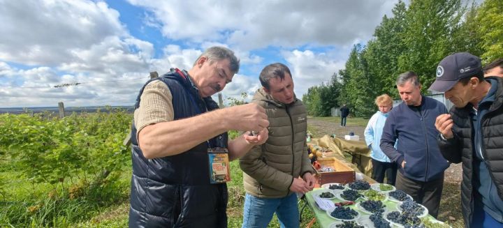 В Камском Устье сегодня прошла межрегиональная выставка винограда