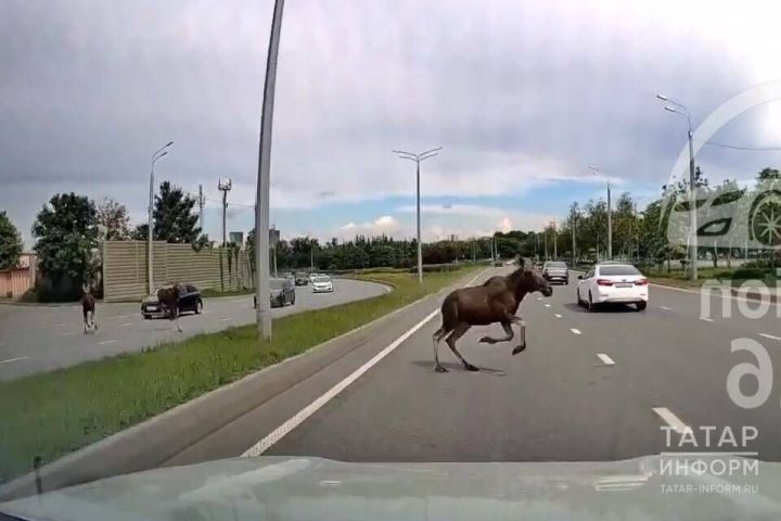 Осенний гон: водителей призвали к бдительности из-за выхода лосей на дороги
