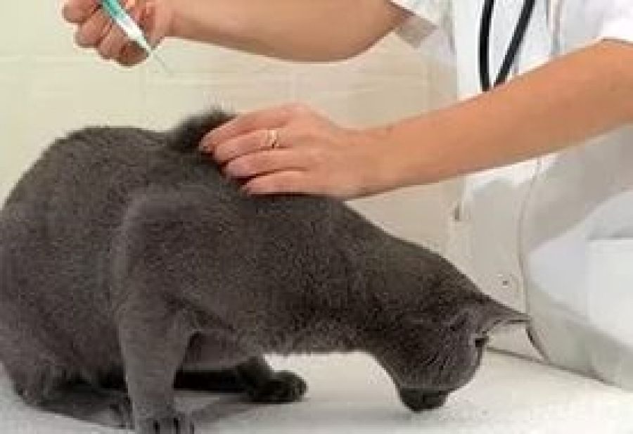 Нужна ли прививка котятам. Вакцинация кошек. Прививка для кошек. Коту делают прививку. Место уколы для кошек против панлейкопении.