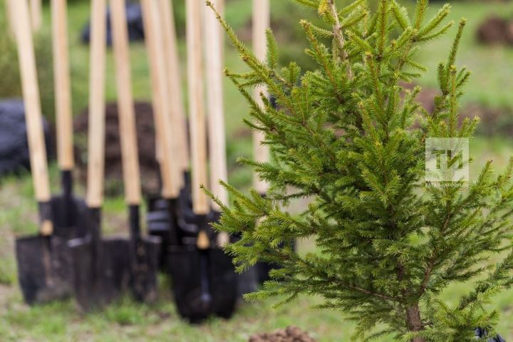 В Татарстане посадят 1 млн саженцев сосны, ели и липы