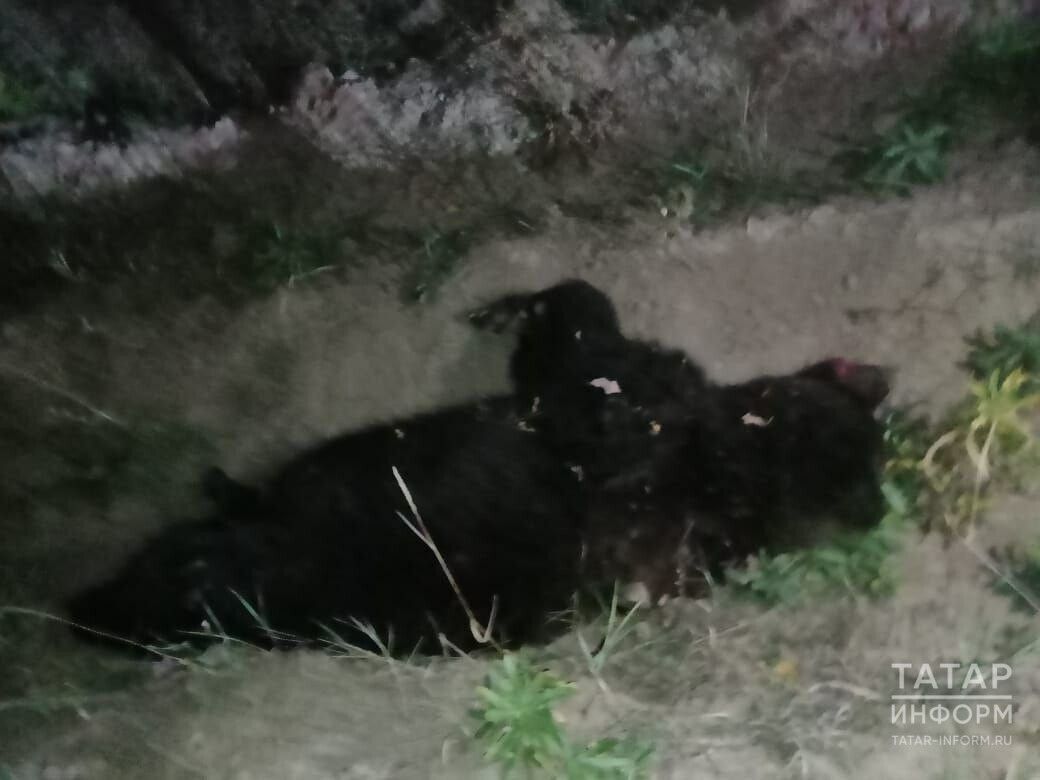 Медведь попал под колеса авто в Татарстане