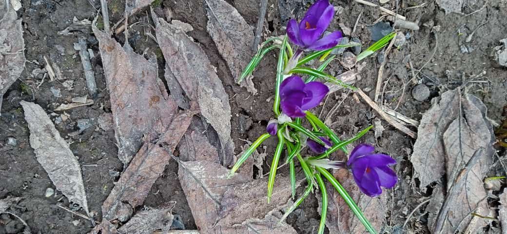 Весна в Камском Устье: первые цветы, река Волга и гора Лобач
