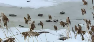Дорожка вокруг Школьного озера становится все уже