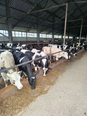 Для перевозки животных необходимо согласовывать маршрут