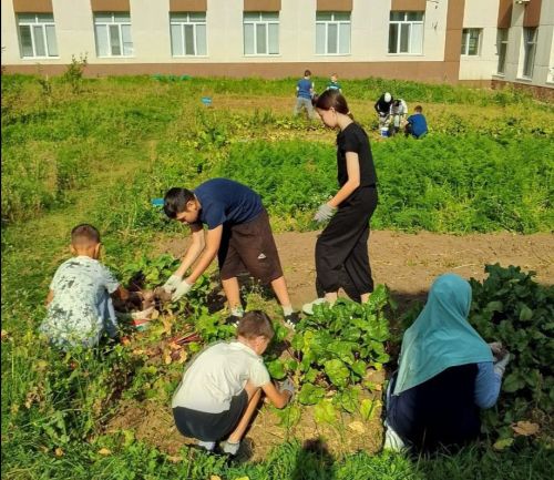 Учащиеся Камско-Устьинской татарской школы собрали урожай с пришкольного участка